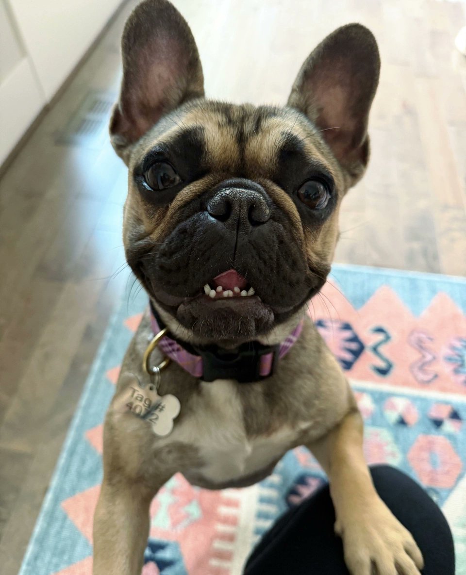 Everyone, say hi to Coco! 🐶🐾❤️⁠
⁠
📸: Coco and her human, Gigi!⁠
⁠
#moderndog #moderndogmagazine #dog #dogs #cute #woof #doglovers #dogloversclub #doglife #dogoftheday #pets #dogsofX #frenchbulldog #frenchie #frenchiesofX #FrenchieLife