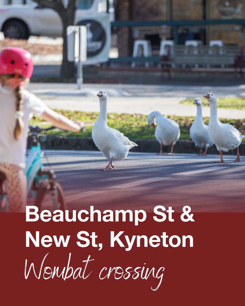 Wombat crossings will soon be constructed on New St &amp; Beauchamp St Kyneton. New St is funded by Vic Gov’s Safe System Pedestrian Infrastructure Program. Beauchamp St is funded by the Australian Government's 2024/25 Black Spot Program. More info at: bit.ly/47dyjvg