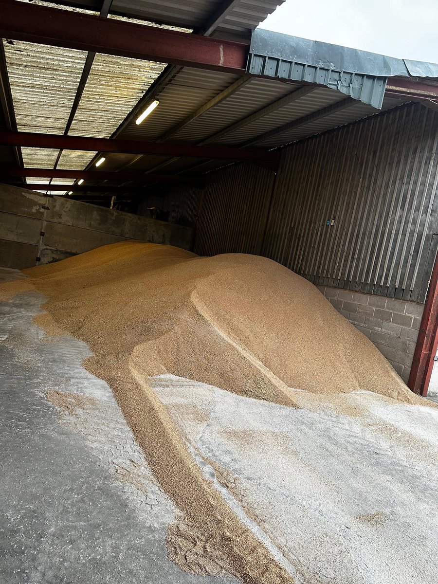 Next batch of our home grown wheat going through a treating process so it’s  safe to use for our broiler chickens 🐓