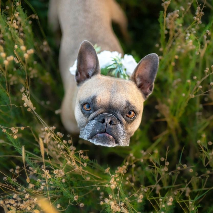 Life is more beautiful with a dog ❤️🐾⁠
⁠
📸: kallistosxox⁠ on IG
⁠
#moderndog #moderndogmagazine #dog #dogs #cute #woof #doglovers #dogloversclub #doglife #dogoftheday #pets #dogsofX #frenchbulldog #frenchie #frenchiesofX #FrenchieLife