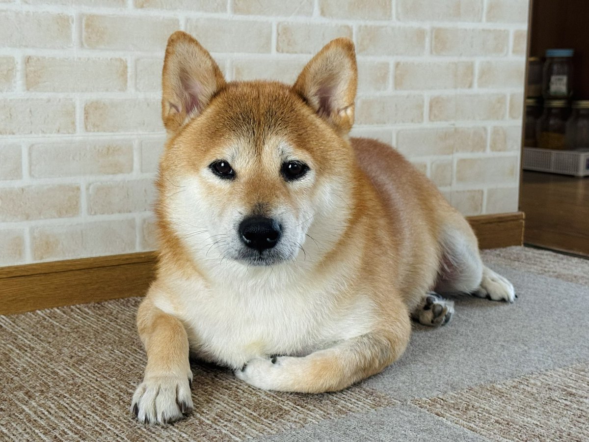 きむよしと柴犬はる (@yoshi1830) / Posts / X