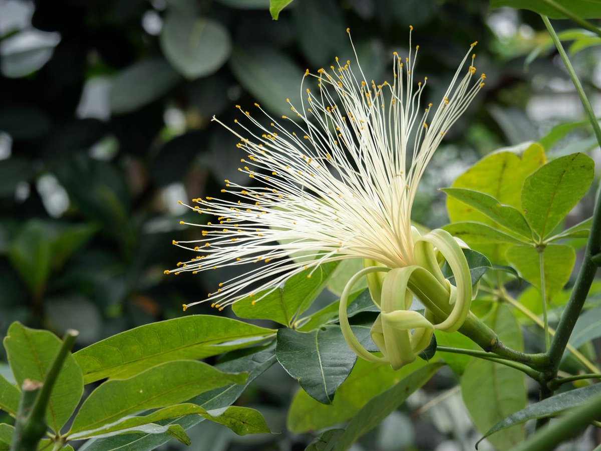 maiiiiii☆☆ページ EXHAUST MANIFOLD FAIRLADY Z/SKYLINE COUPE Z33/CPV35 VQ35DE