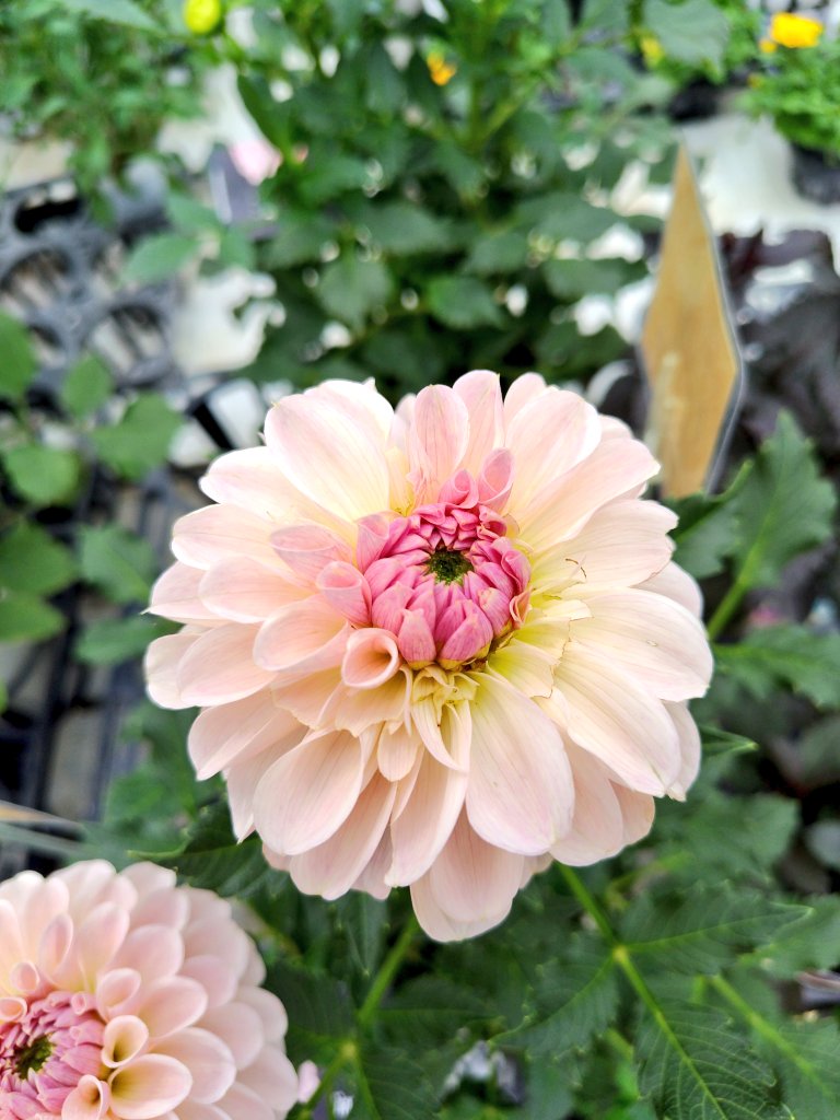 月が注ぐ花ページ 月が注ぐ花ページ 月が注ぐ花 カード検索 ｜ Z/X