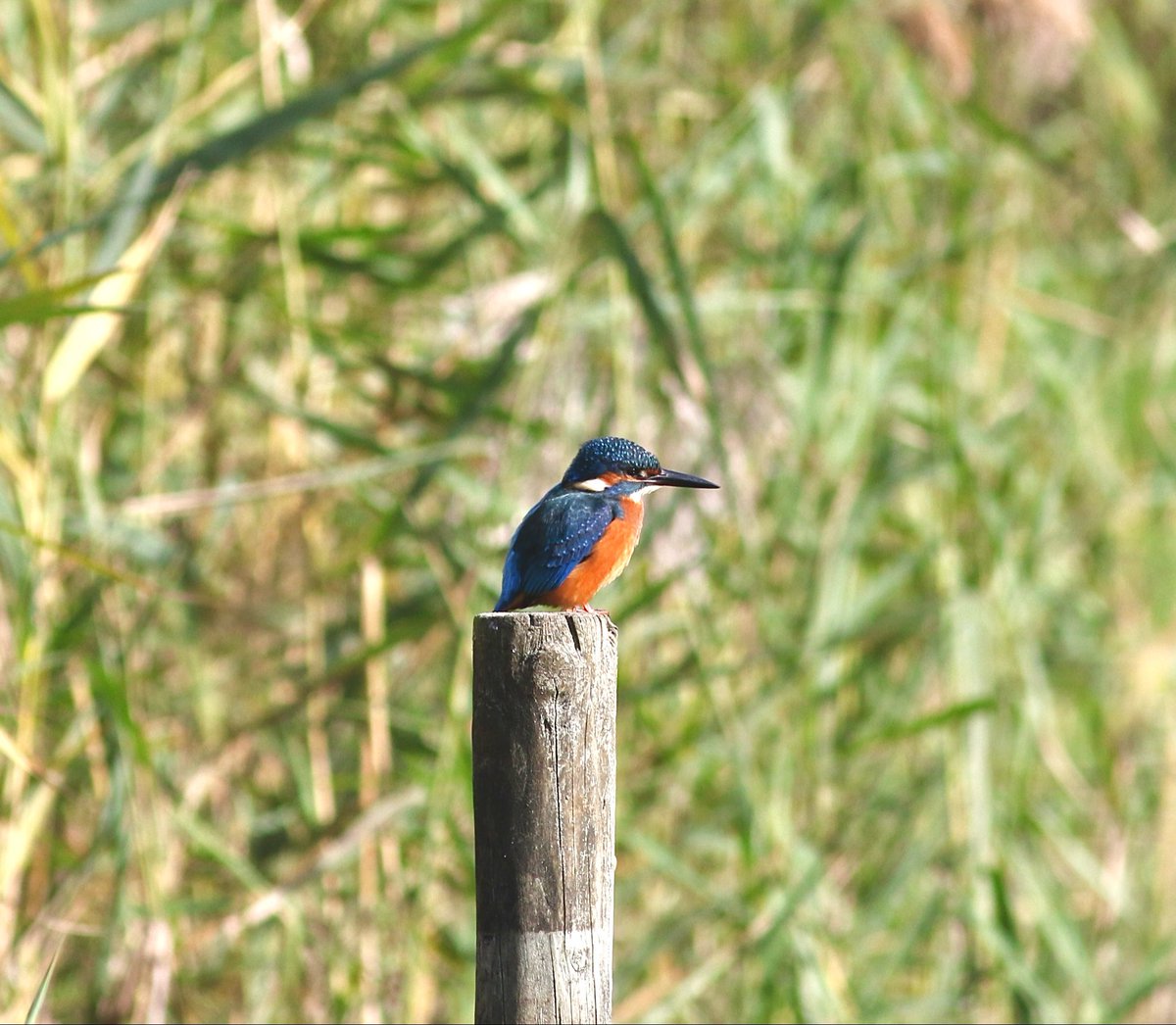 john murphy tweet media