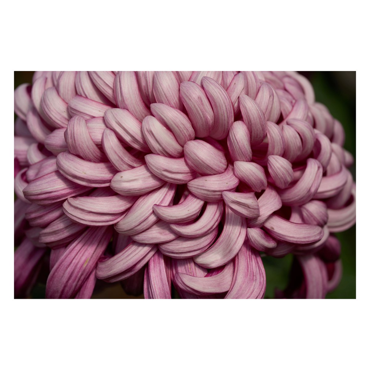 花ページ me on X