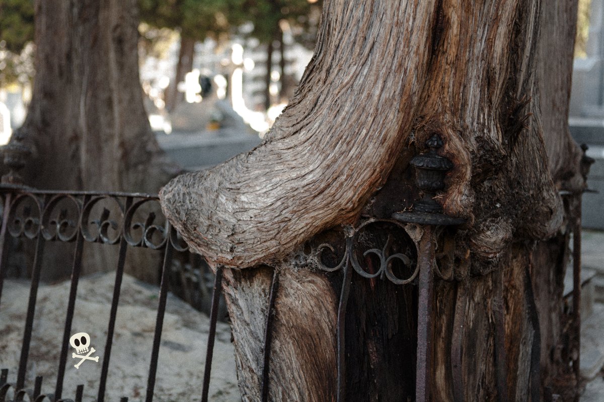 marisafez's tweet photo. #31daysofgraves
27. Tree 🌳 Cypresses — San Lorenzo Cemetery, Madrid 🇪🇸

These melting cypresses are possibly the most charismatic trees in all of Madrid’s cemeteries 😍

I don't know who is the inhabitant… Gravestone is old and weathered 🙃 https://t.co/kP9ynJOuPN