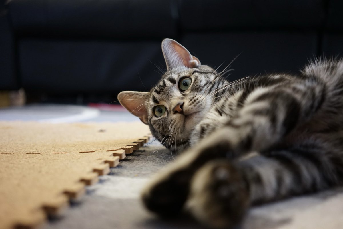 バロンさん on X