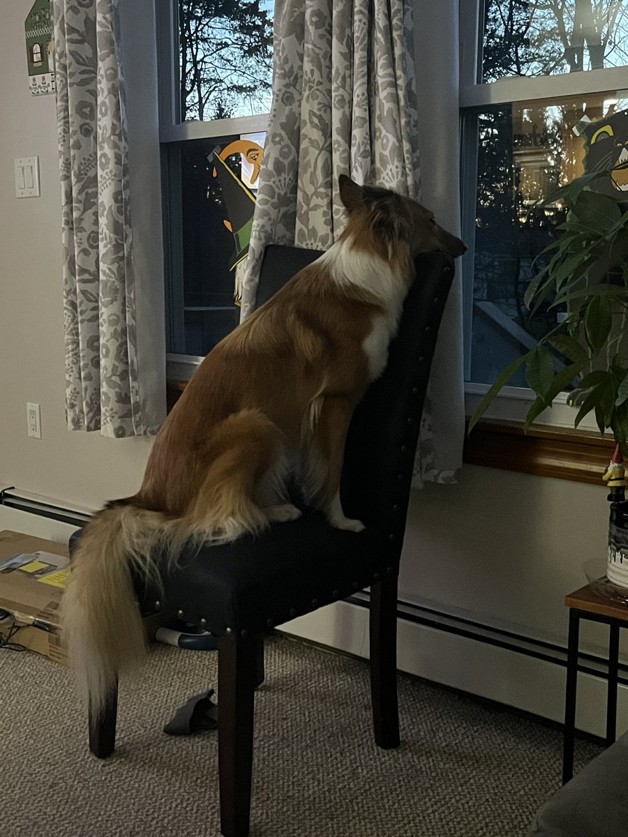 Someone knows she’s in trouble after grabbing almost a whole pound of bologna off the counter when I went into the other room.