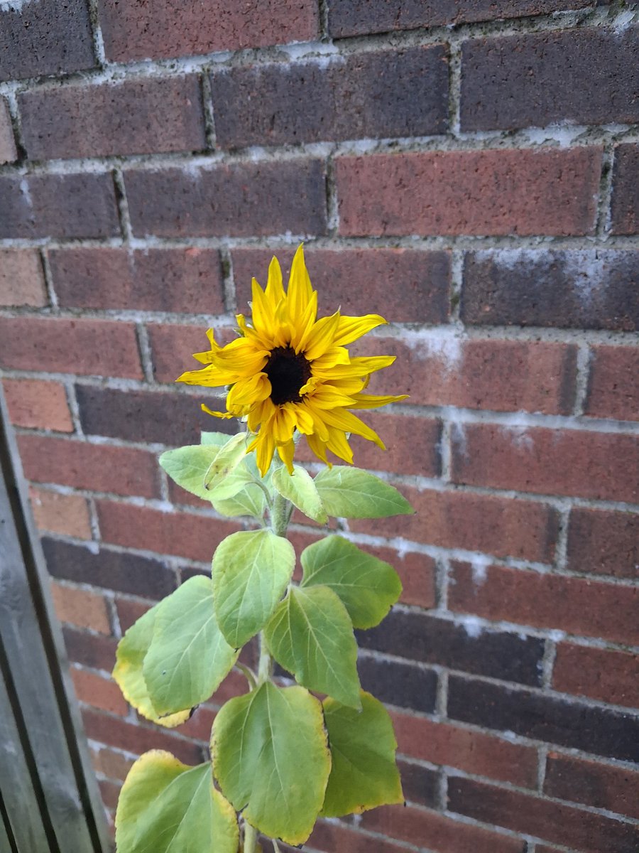 KatyTho71377077's tweet photo. @MrsLeeStFrancis thank you so lichen for your post on Js sunflower ... we have petals coming now just in time for the Golden Jubilee event !!! https://t.co/2dRprPMnSc