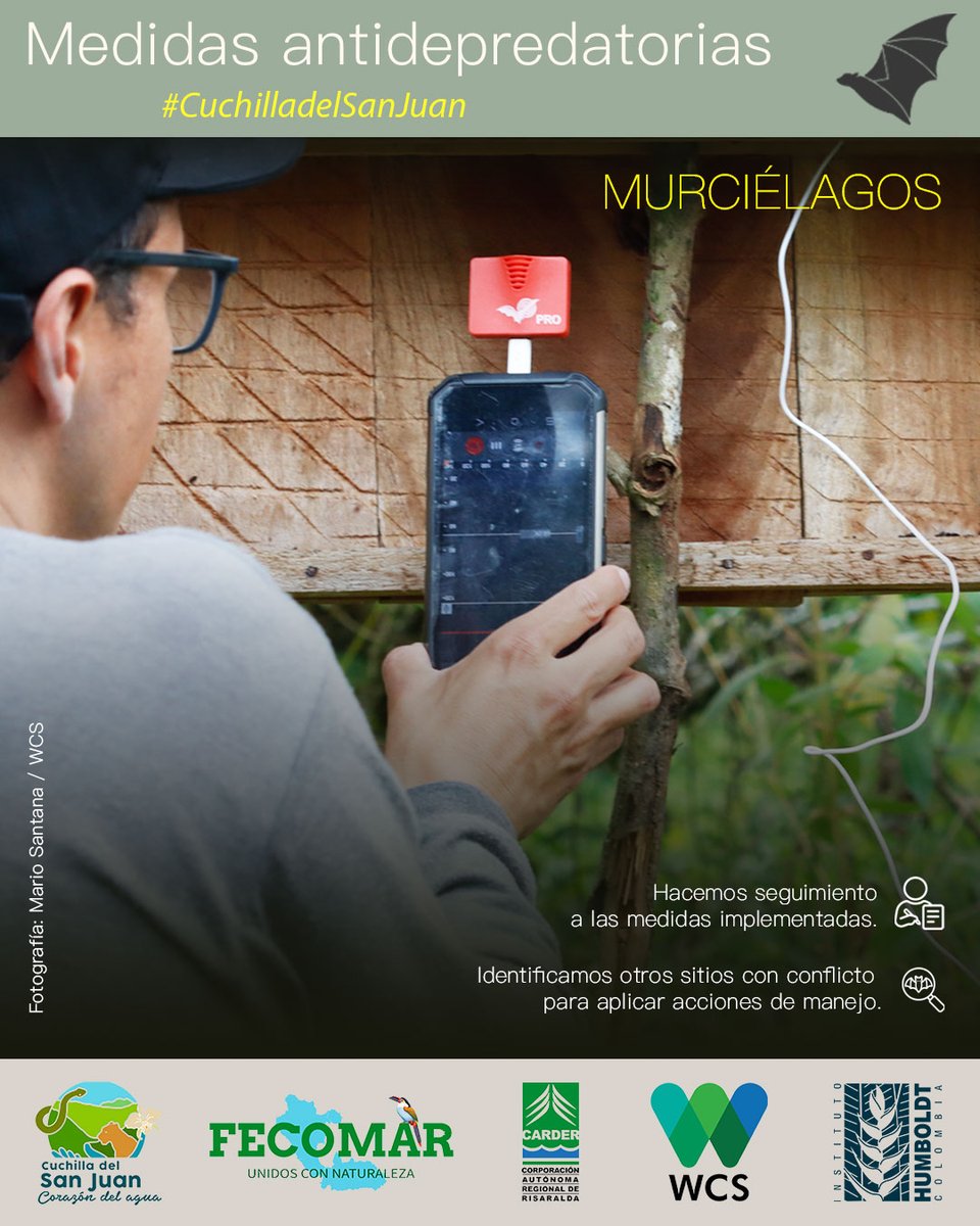 WCS Colombia 💚 (@wcscolombia) on Twitter photo 🦇 Lejos de ser plagas o monstruos, los murciélagos son aliados que protegen los cultivos y los bosques. En el DRMI Cuchilla del San Juan, promovemos su conservación y la convivencia de las comunidades con estas especies.
¿Cómo lo hacemos?👇
#CuchilladelSanJuan 🦇 Lejos de ser plagas o monstruos, los murciélagos son aliados que protegen los cultivos y los bosques. En el DRMI Cuchilla del San Juan, promovemos su conservación y la convivencia de las comunidades con estas especies.
¿Cómo lo hacemos?👇
#CuchilladelSanJuan