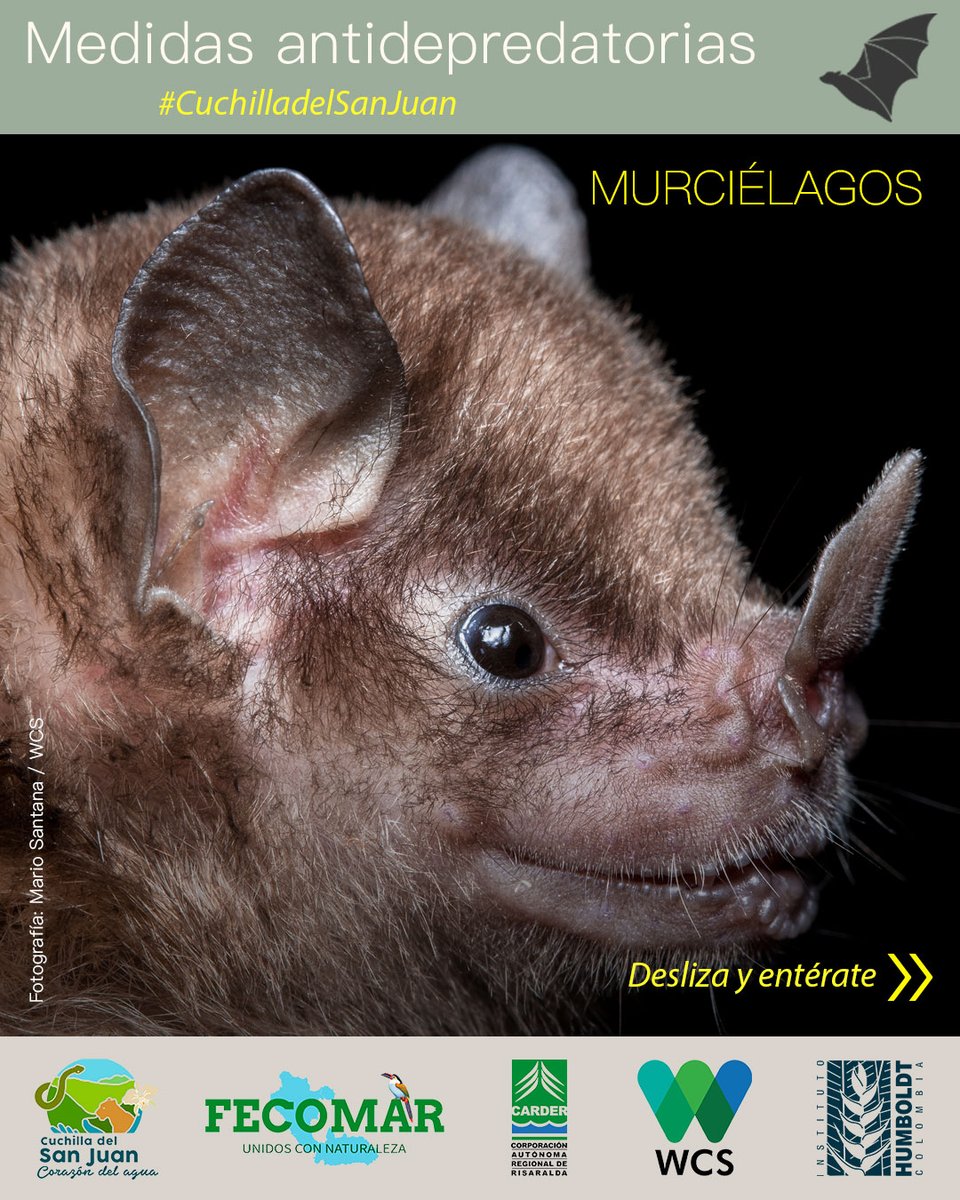 WCSColombia's tweet photo. 🦇 Lejos de ser plagas o monstruos, los murciélagos son aliados que protegen los cultivos y los bosques. En el DRMI Cuchilla del San Juan, promovemos su conservación y la convivencia de las comunidades con estas especies.
¿Cómo lo hacemos?👇
#CuchilladelSanJuan https://t.co/dfSm6kSBVt