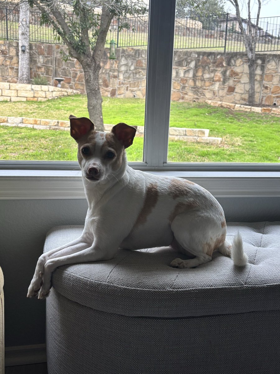madeline_rapp's tweet photo. @bradleywhitford That’s a very familiar looking dog body type - there must be some Chihuahua and Jack Russell in there! https://t.co/EMoe8BMrZZ