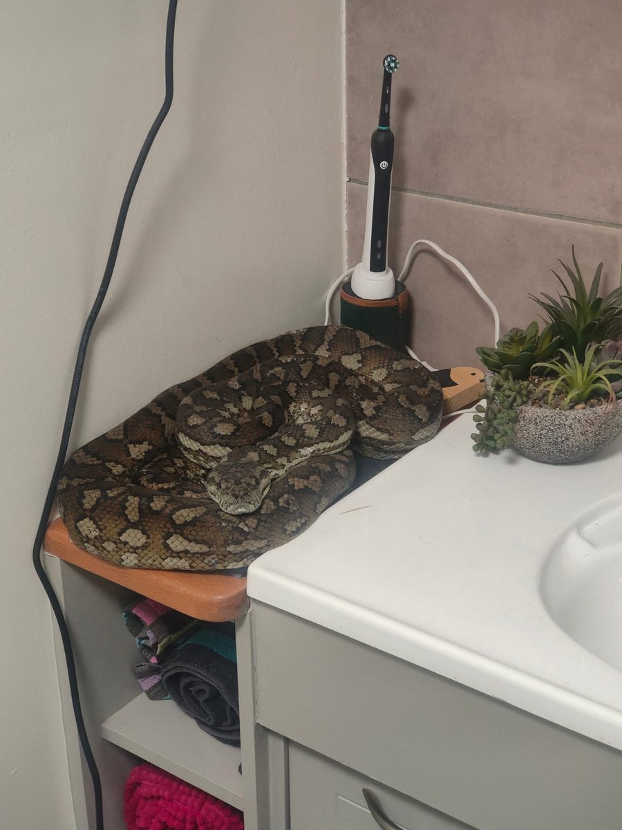 A friend of mine is a snake catcher in Qld - here’s one of her recent call-outs. 😱