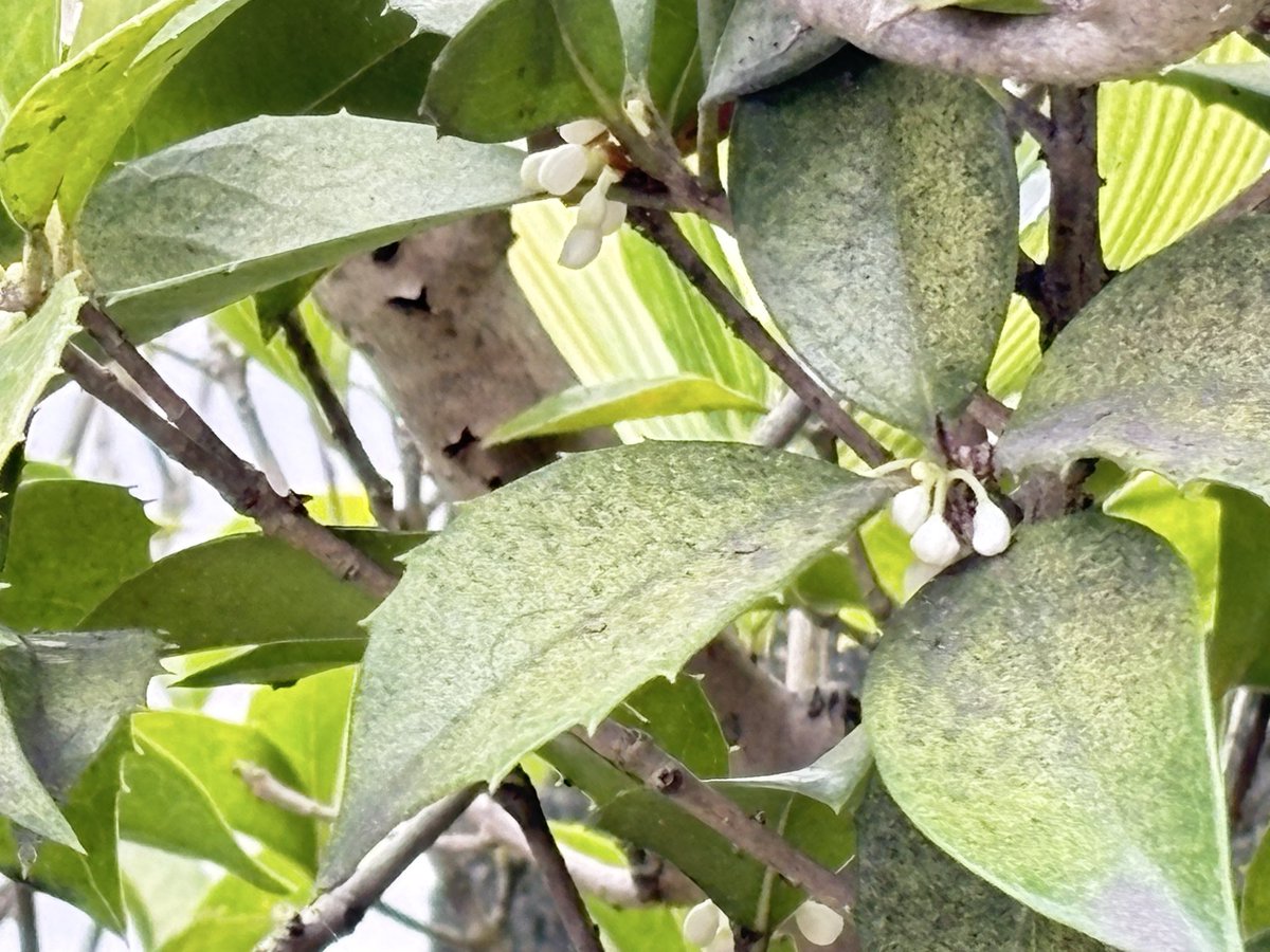 黒猫ページ 宝屋@たまに怪談 on X