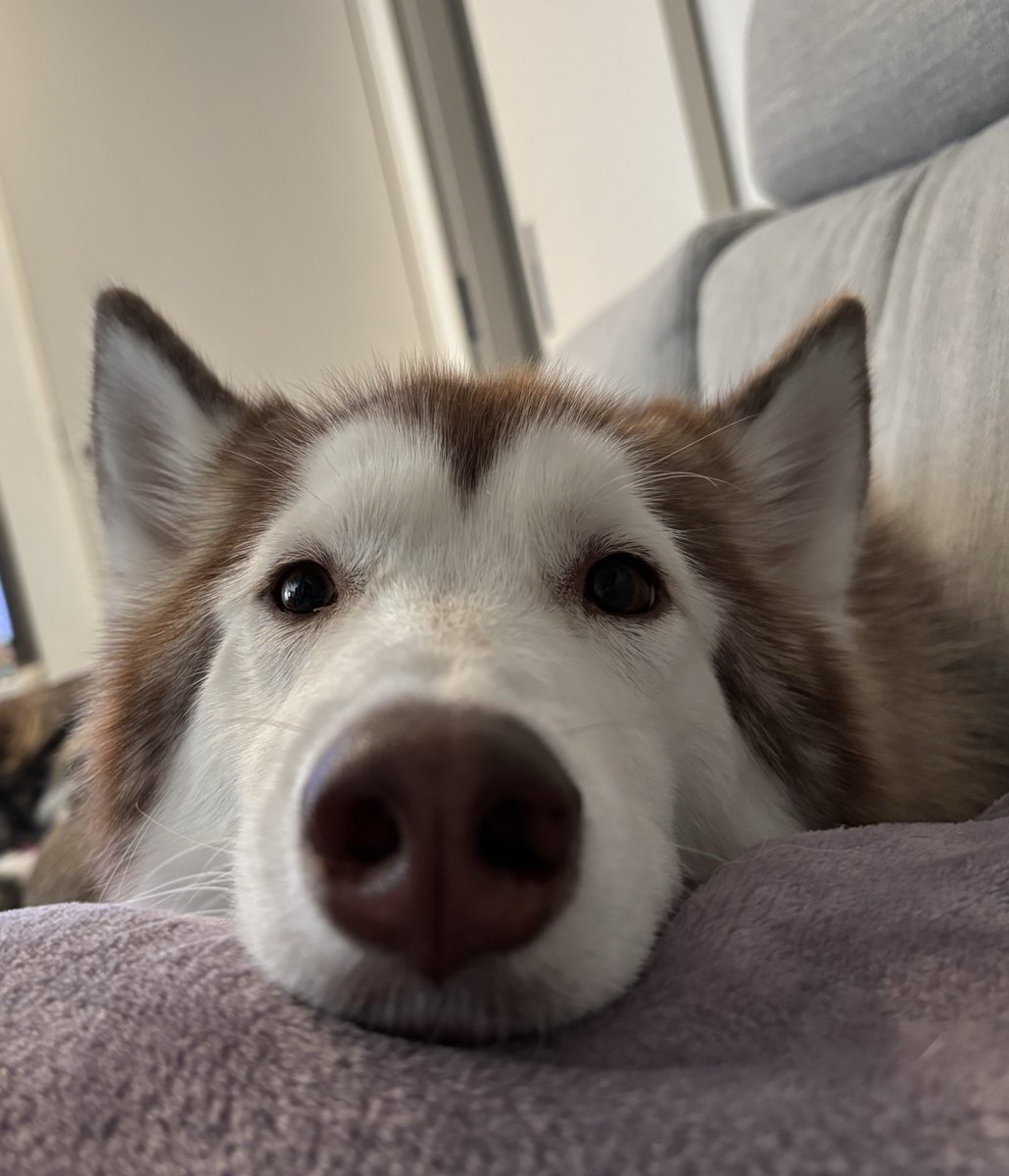 kinakohusky's tweet photo. 足ちょうど寒かったから温めてくれて助かる🙂‍↕️🫶 https://t.co/f93GFeZ1Kl