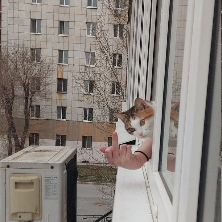 The Cats 𝕏 (@thecatsx) on Twitter photo 