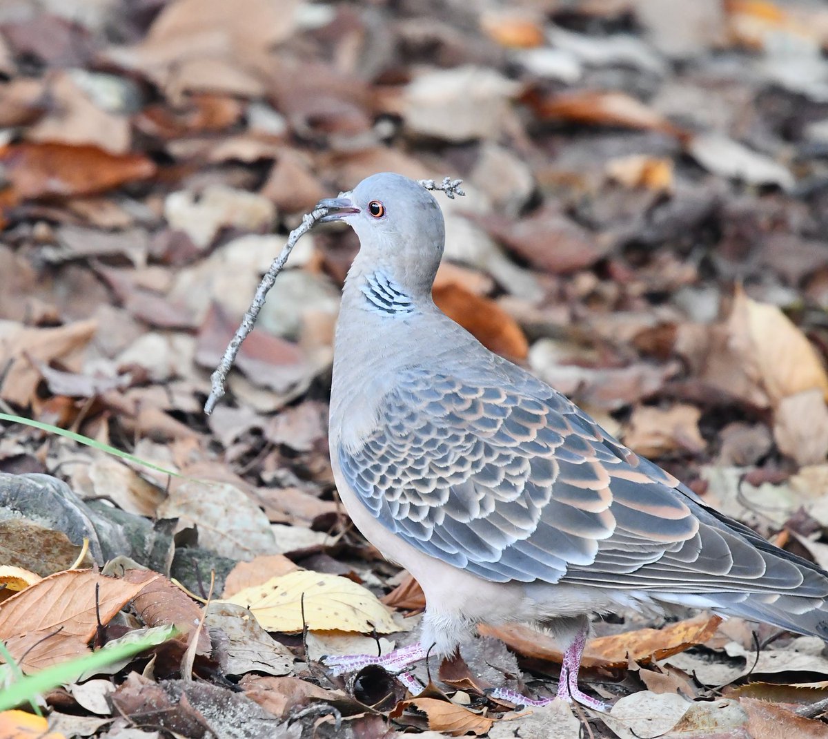 灰色のハト カラスバト | 動物図鑑 | ZFC.jp