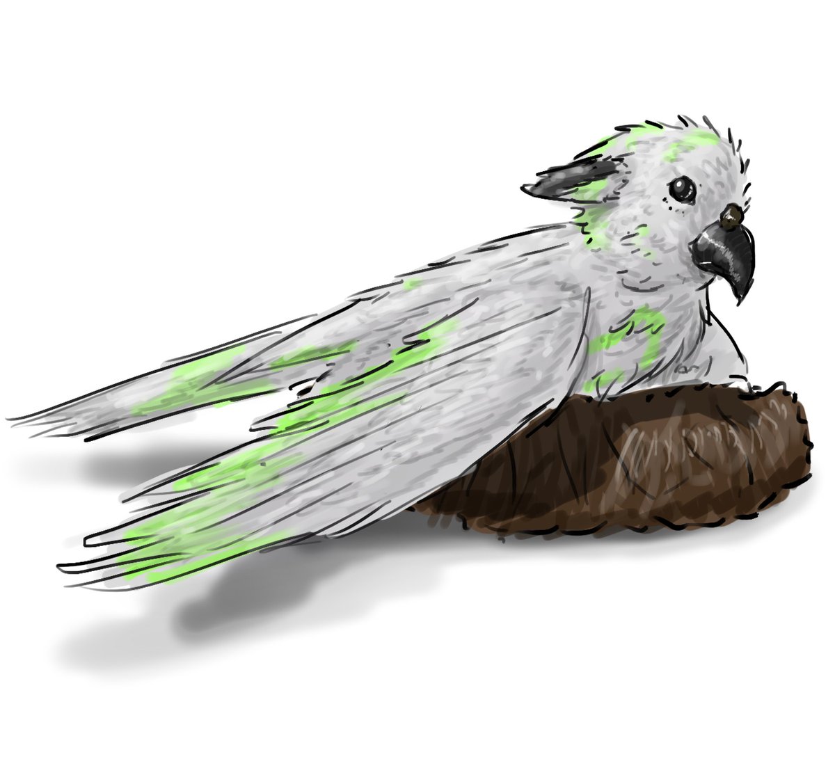 traincopilot8's tweet image. Bird evergreen PART THREE ‼️ @Skillz_2_play