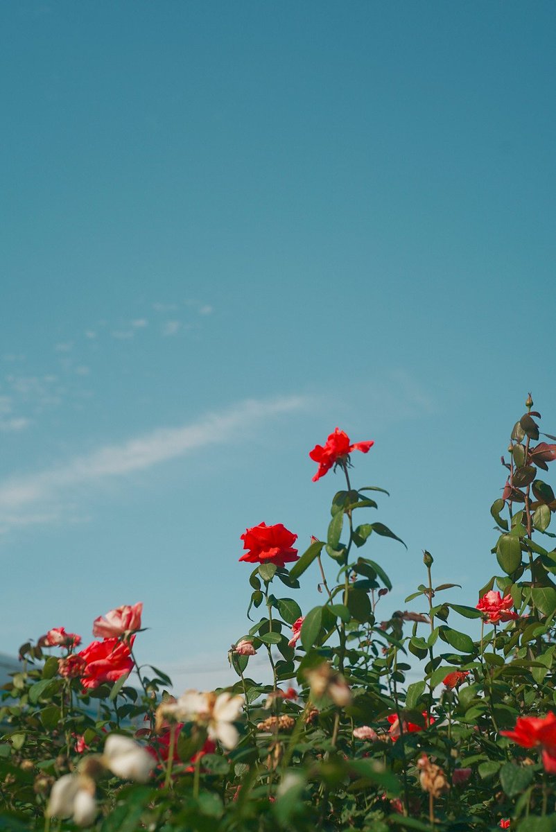 烏山バラ きょうちゃん on X