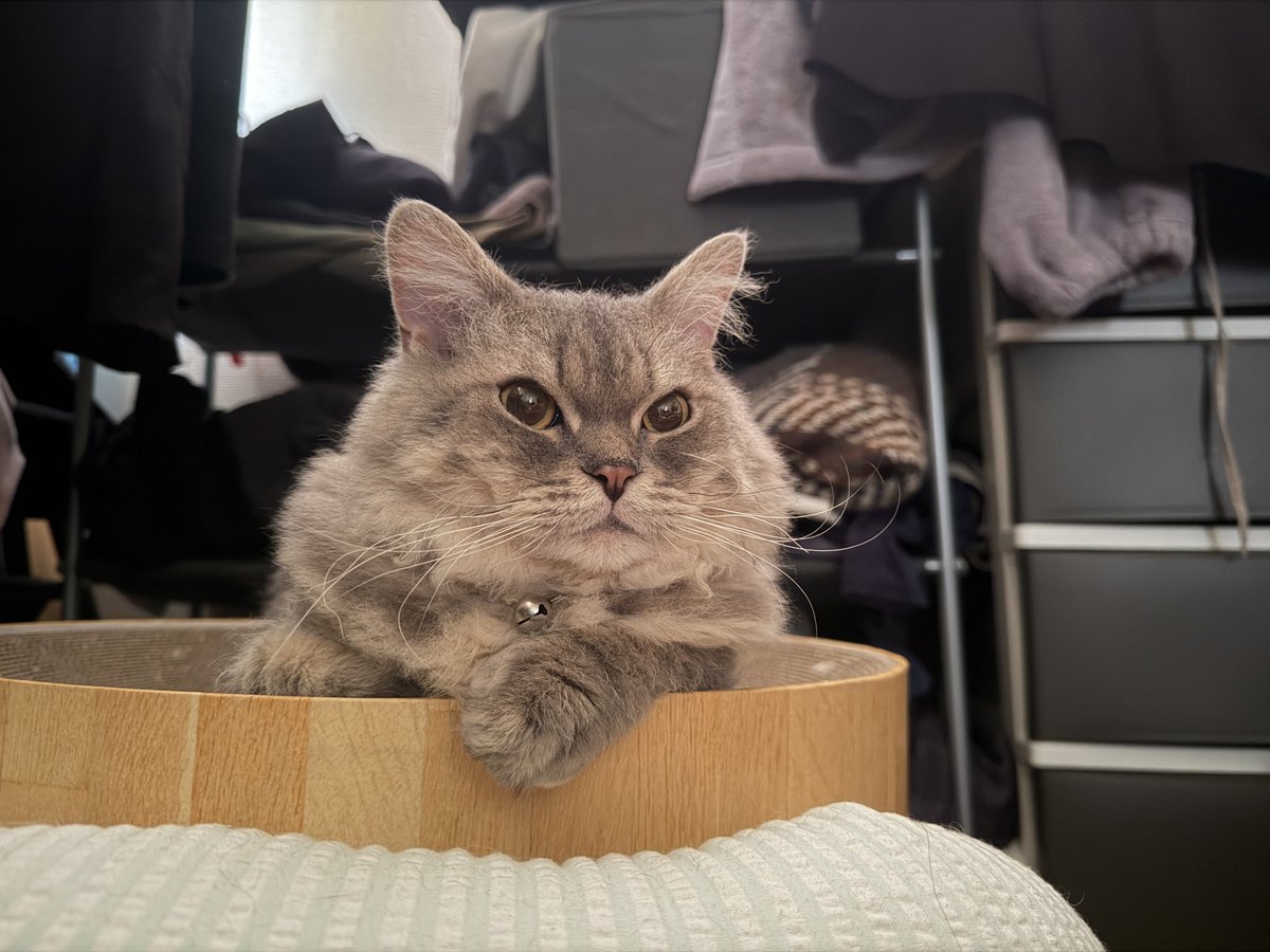 犬乃 しっぽ💜 on X