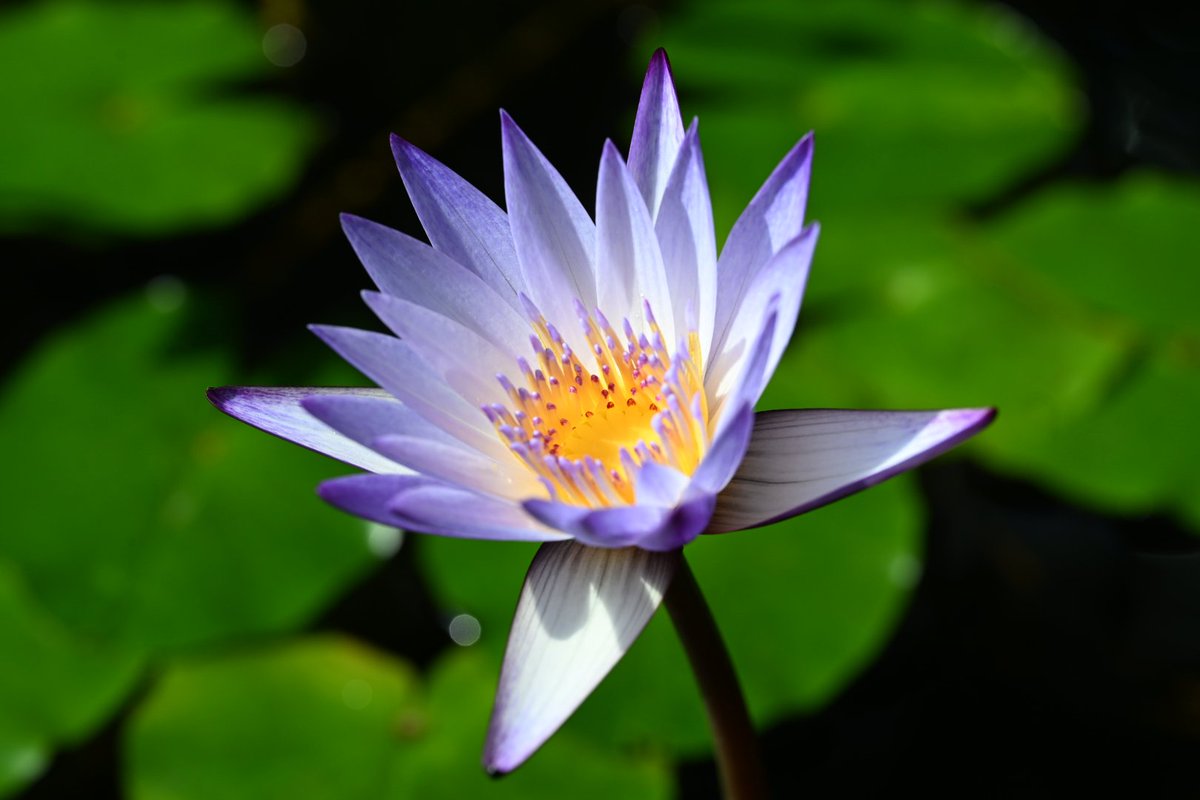 ❁*.⋆̩M.net☺︎⋆̩*❁*.゜様の専用ページ ふじいちゃん on X