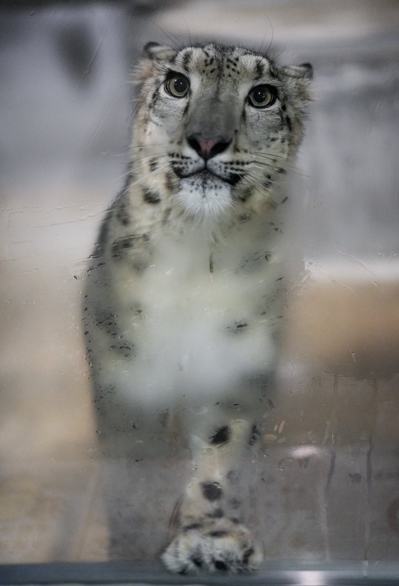 ririka様 ユキヒョウ 全長214cm 国際希少野生動植物種登録票付 ririka