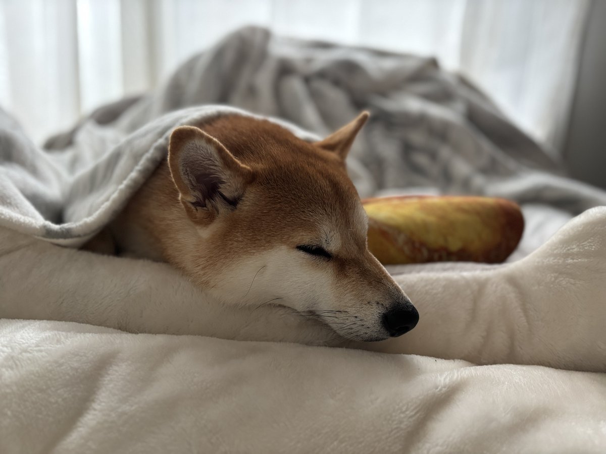 名犬もなかまる (@meikenmonaka0) / Posts / X