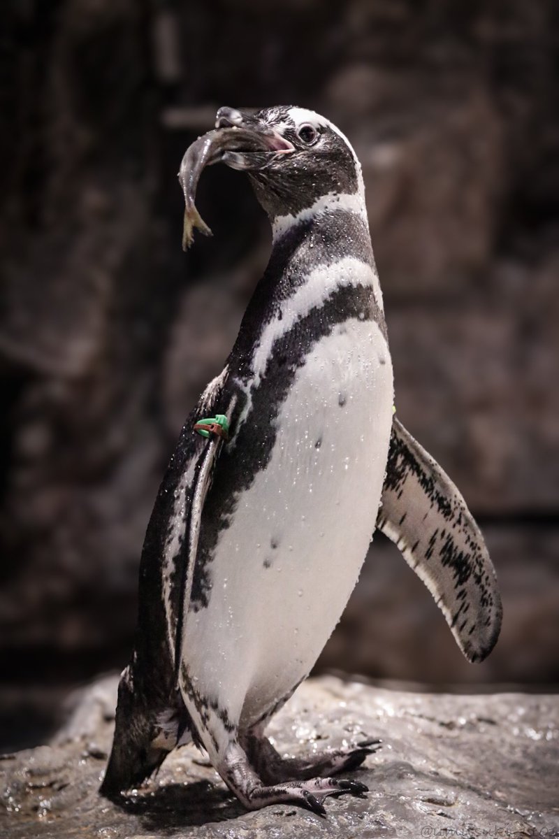 umitsuki (@umitsuki_1101) / Posts / X