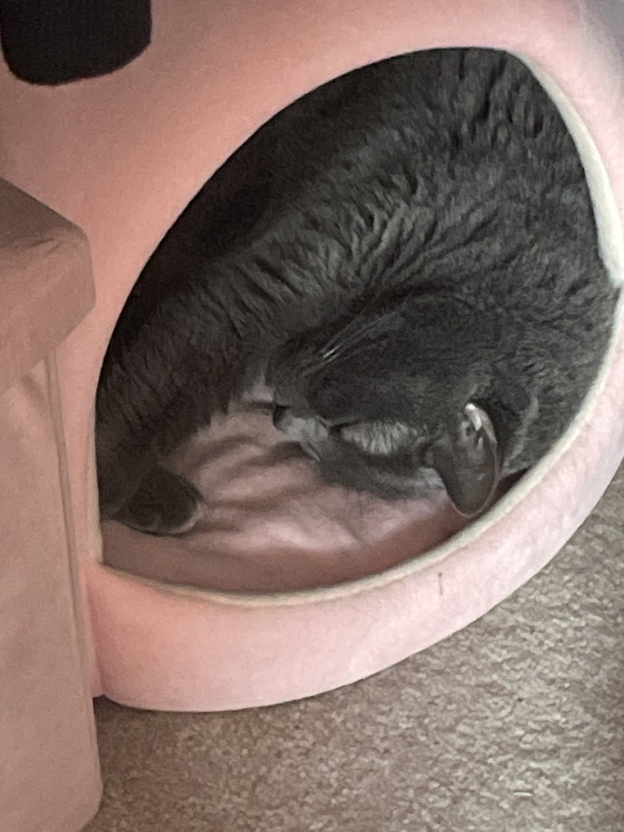 RosePetallia's tweet image. my baby boy had a seizure today. the vet isn&apos;t sure what caused it and I will no doubt need to pay for more panels on top of the $600 I now owe and need to pay off. I will not be streaming for the next two weeks so I can both watch Logan and come up with the money.