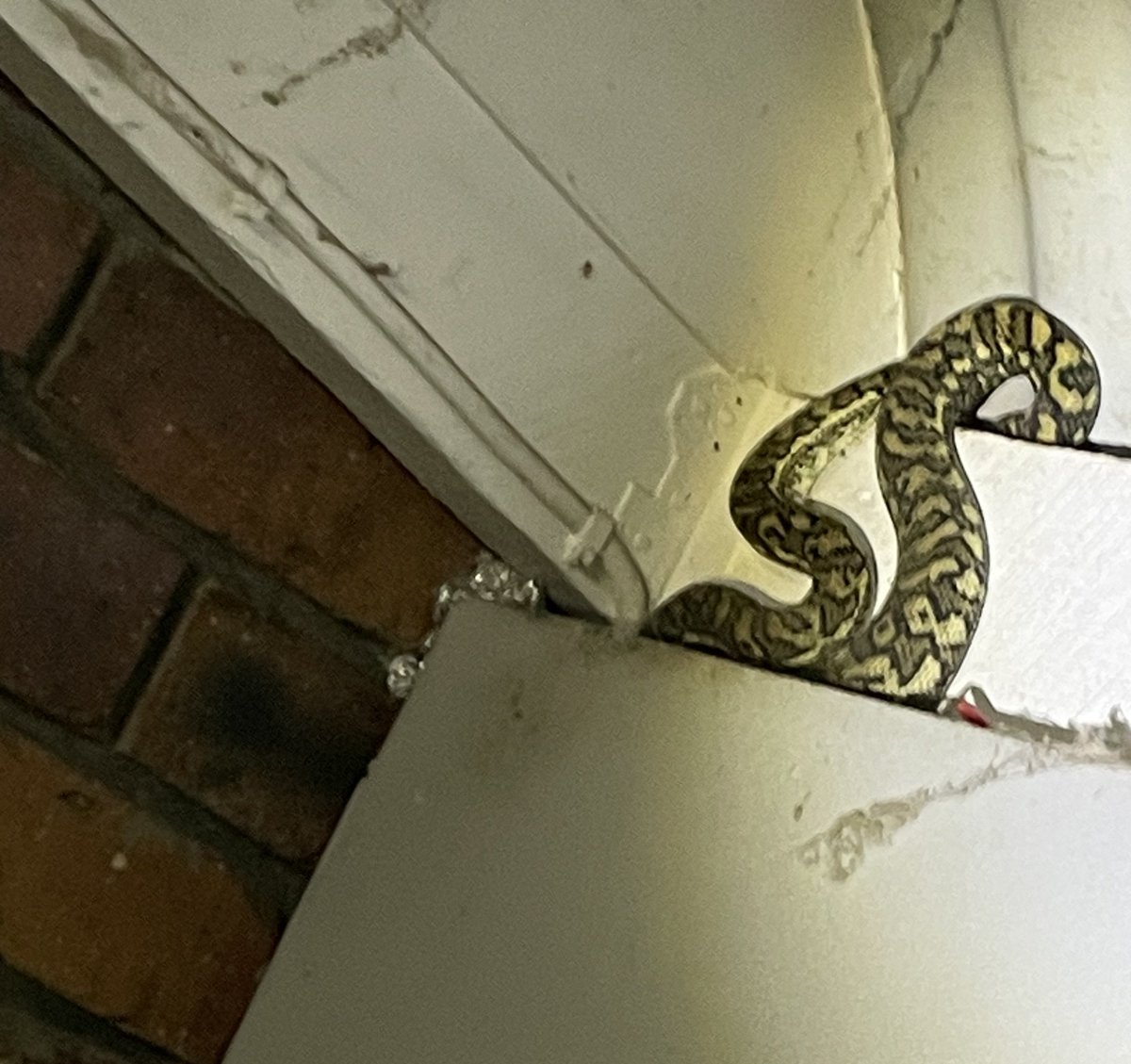 sweetcsdesigns's tweet image. Sent this to my brother in Australia and he laughed at me and sent me a pic of his new front yard occupant (the big python had a baby) as a reminder things can always be worse