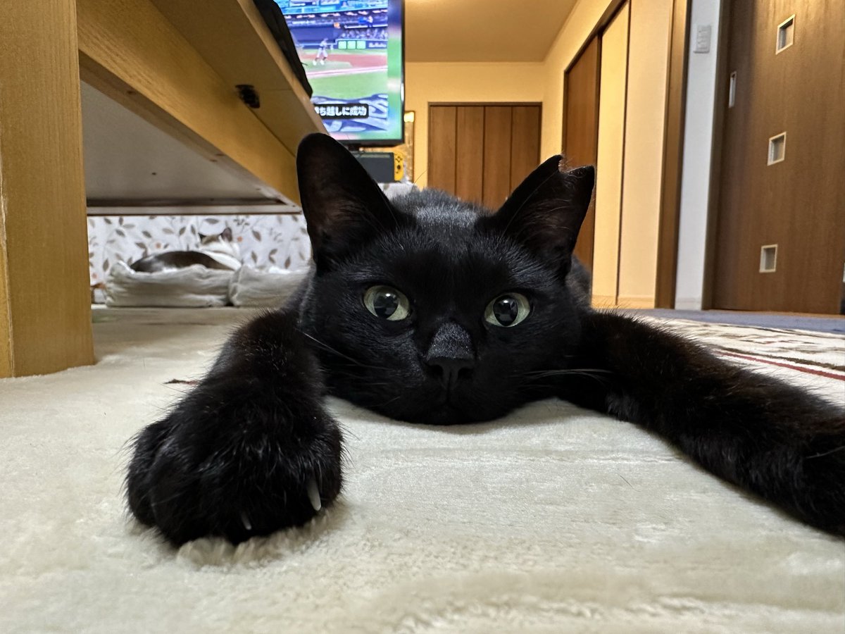 黒猫 (@kuroneko071975) / Posts / X