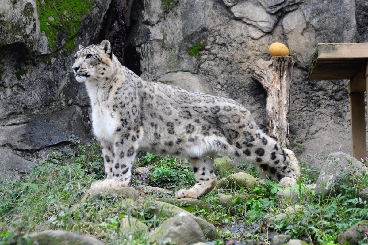 特撮 Sheep Ake on X