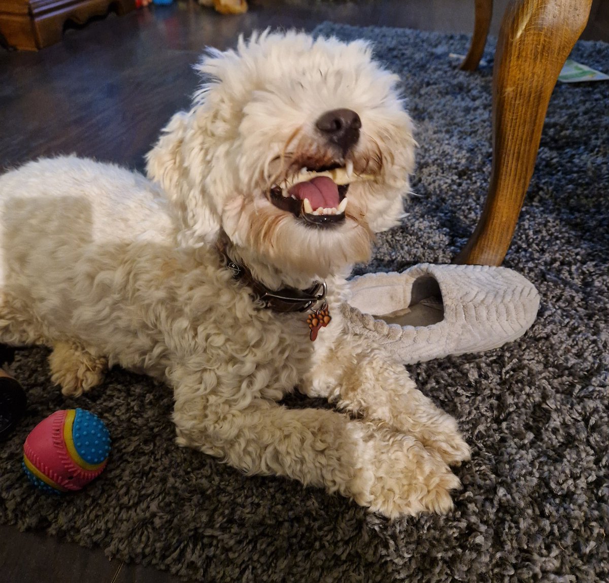 jennystape's tweet image. Chewing on me chiggin stick as a snack before bedtime 🌙😴🐾💖
