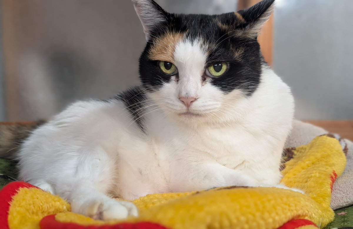 キャシー塚本 on X