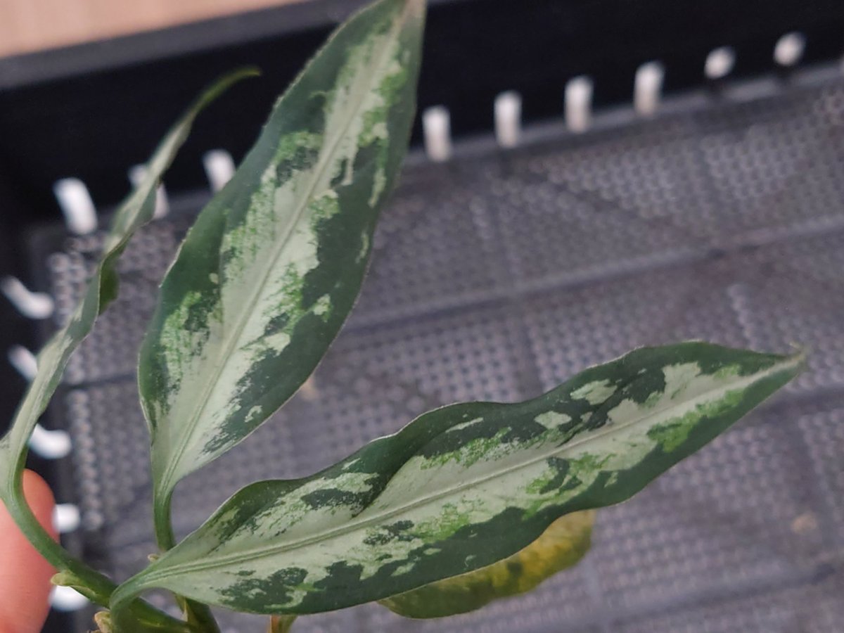 超絶希少❗️アグラオネマライトオブヘブン新葉展開中✨️ 超絶希少