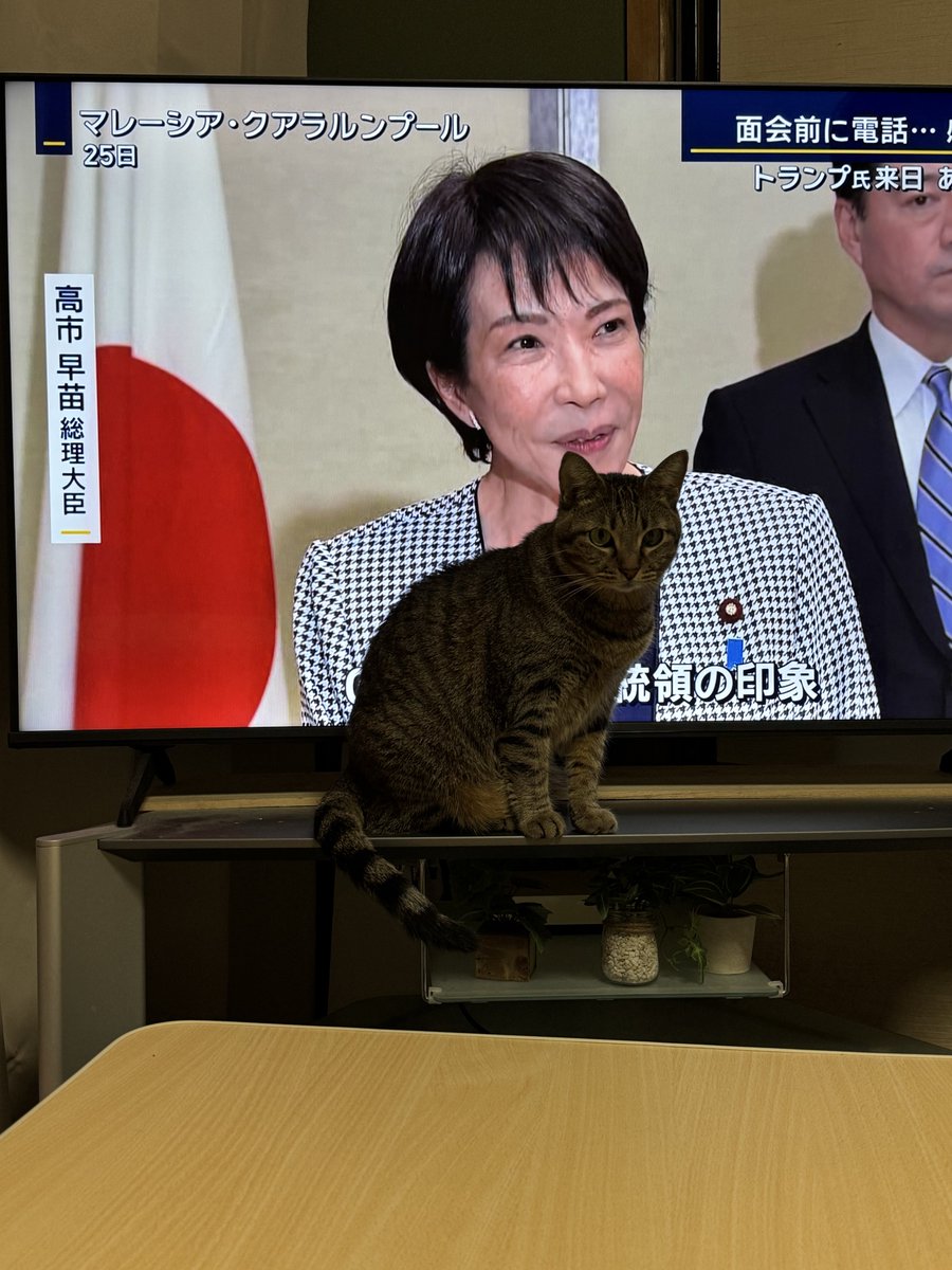 キジトラミケページ 駒♀(キジトラ) 花♀(三毛猫) on X