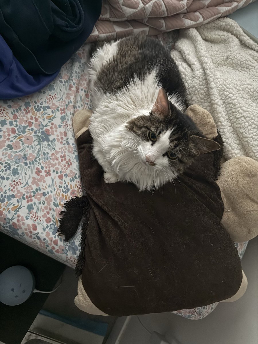 this is chewy’s other monkey (my crusty pillow pet that kinda looks like her)