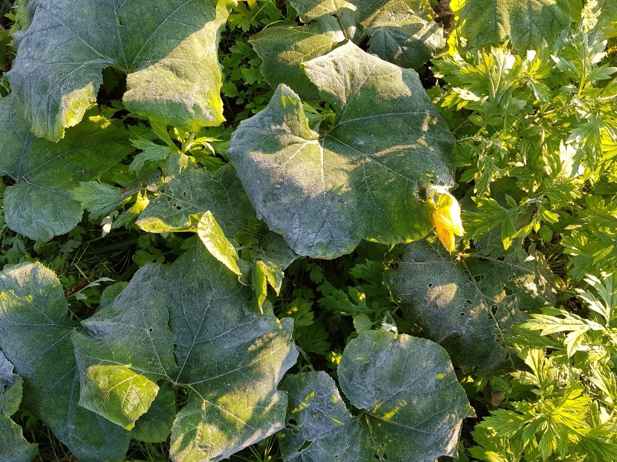 호박잎에 서리가 내려 앉았어요.