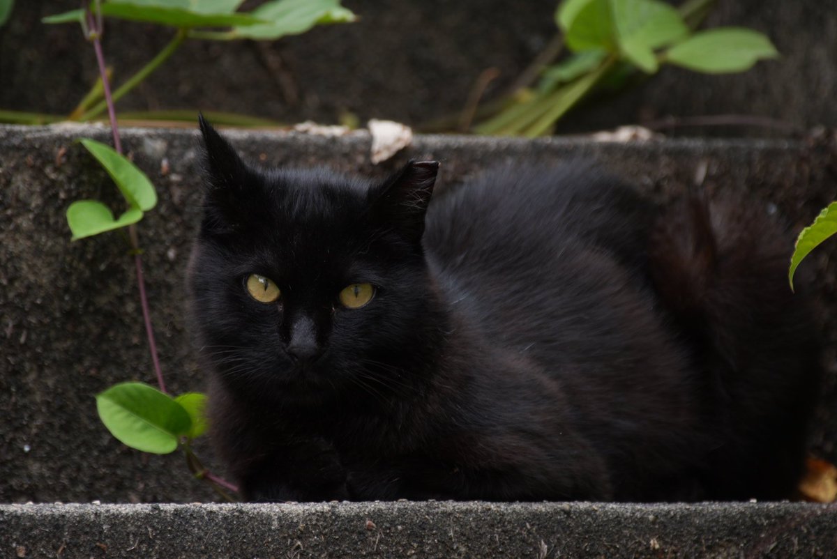 黒猫 プロフ5/25日～更新 黒猫同盟🐾🐈‍⬛🐾 on X