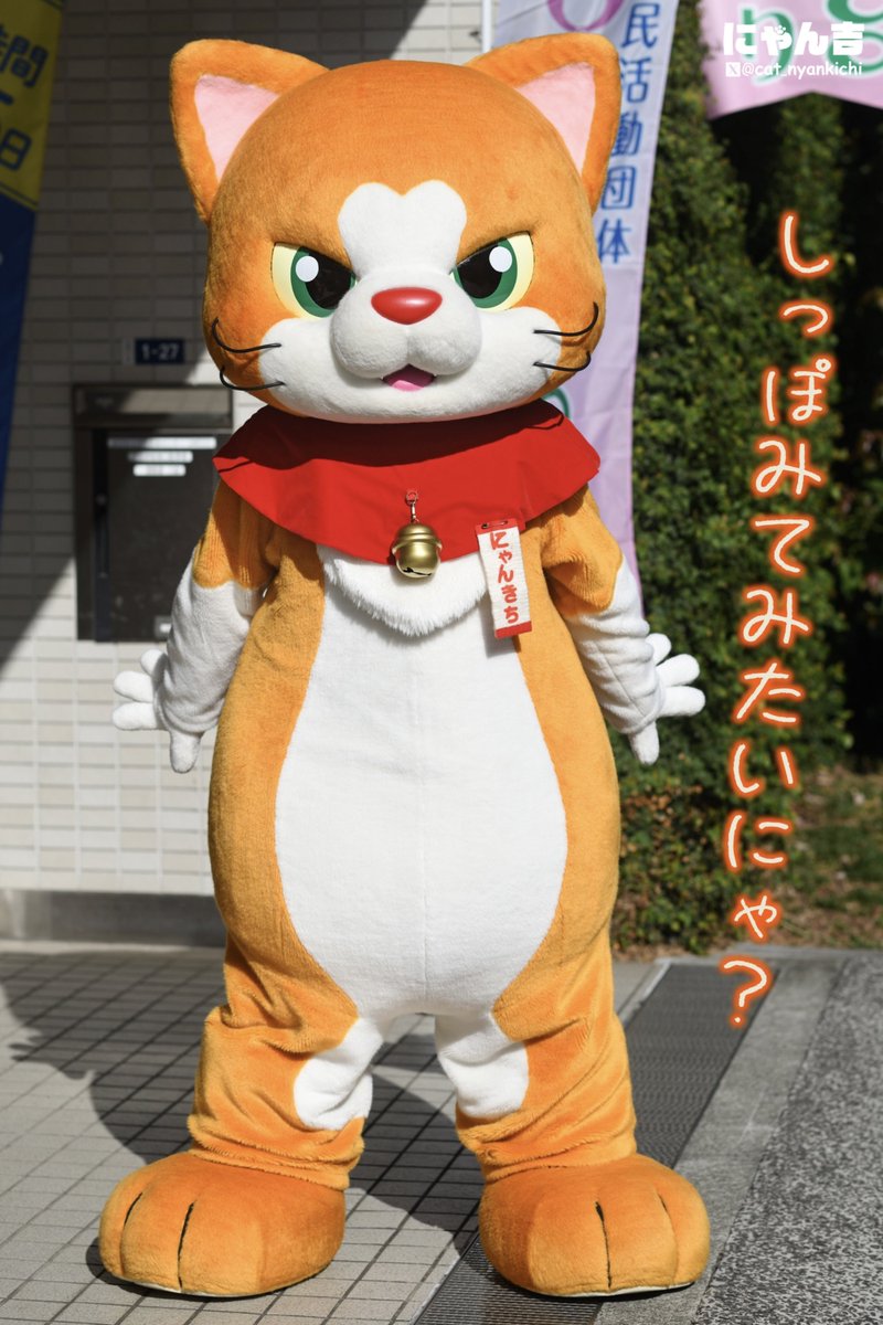 にゃん吉ページ にゃん吉ページ にゃん吉【公式】Nyankichi (@cat_nyankichi) / X