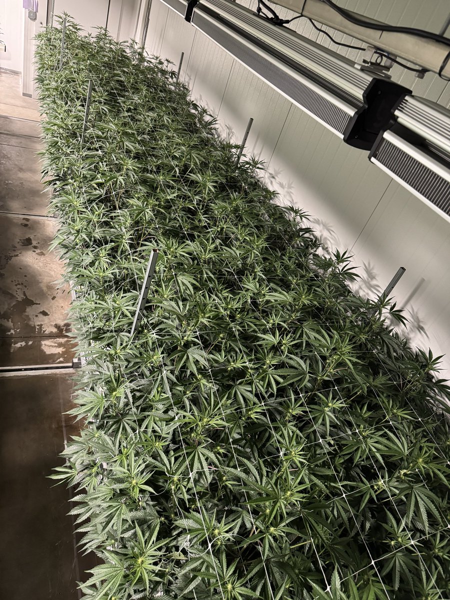 Had a manifold break, took the opportunity for a canopy photo after fixing 😂 
Always gotta be prepared for anything