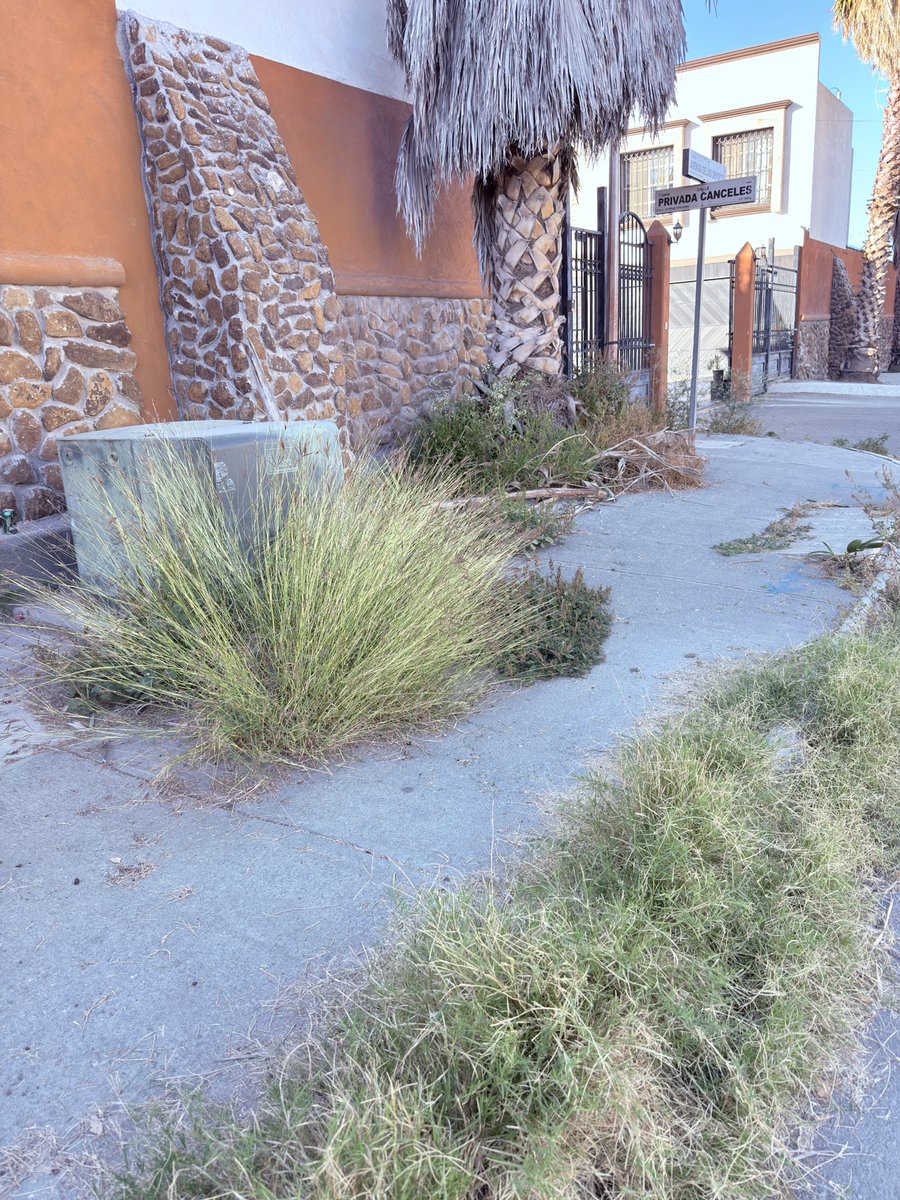 Carlos Ch. tweet media