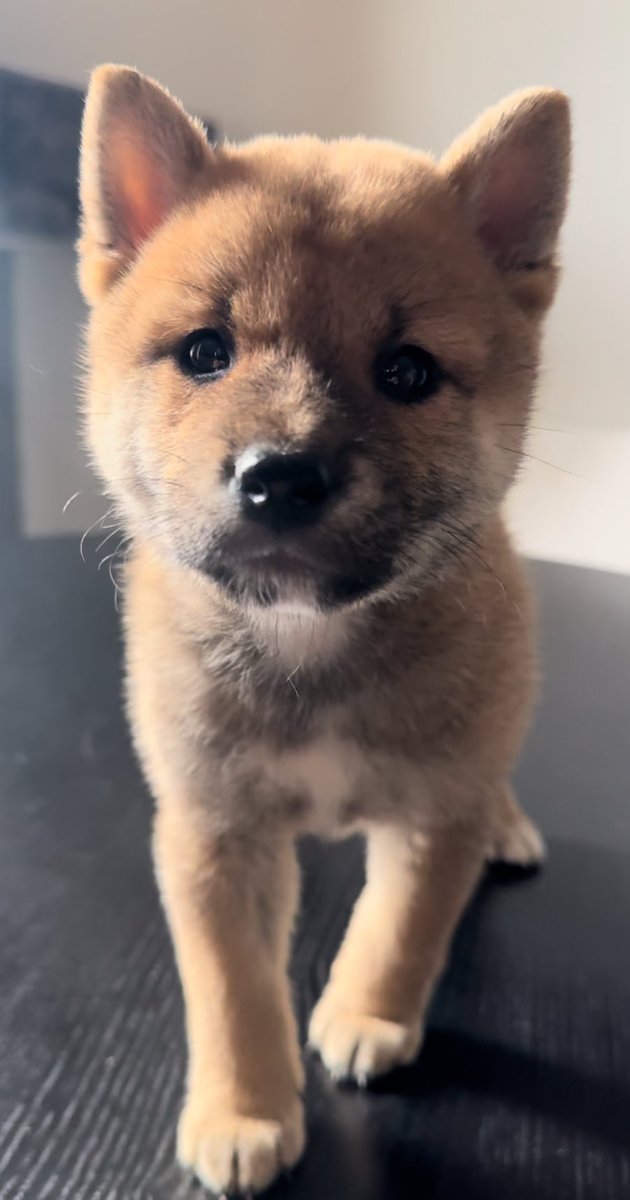 <a href="/coingecko/">CoinGecko</a> $SPACE

linktr.ee/Spacethepup