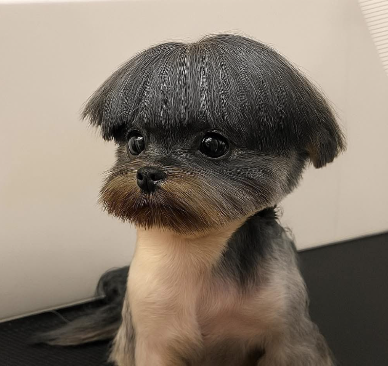 d67385851's tweet photo. @gamps1 @PuppiesIover https://t.co/3AFskXbcIi