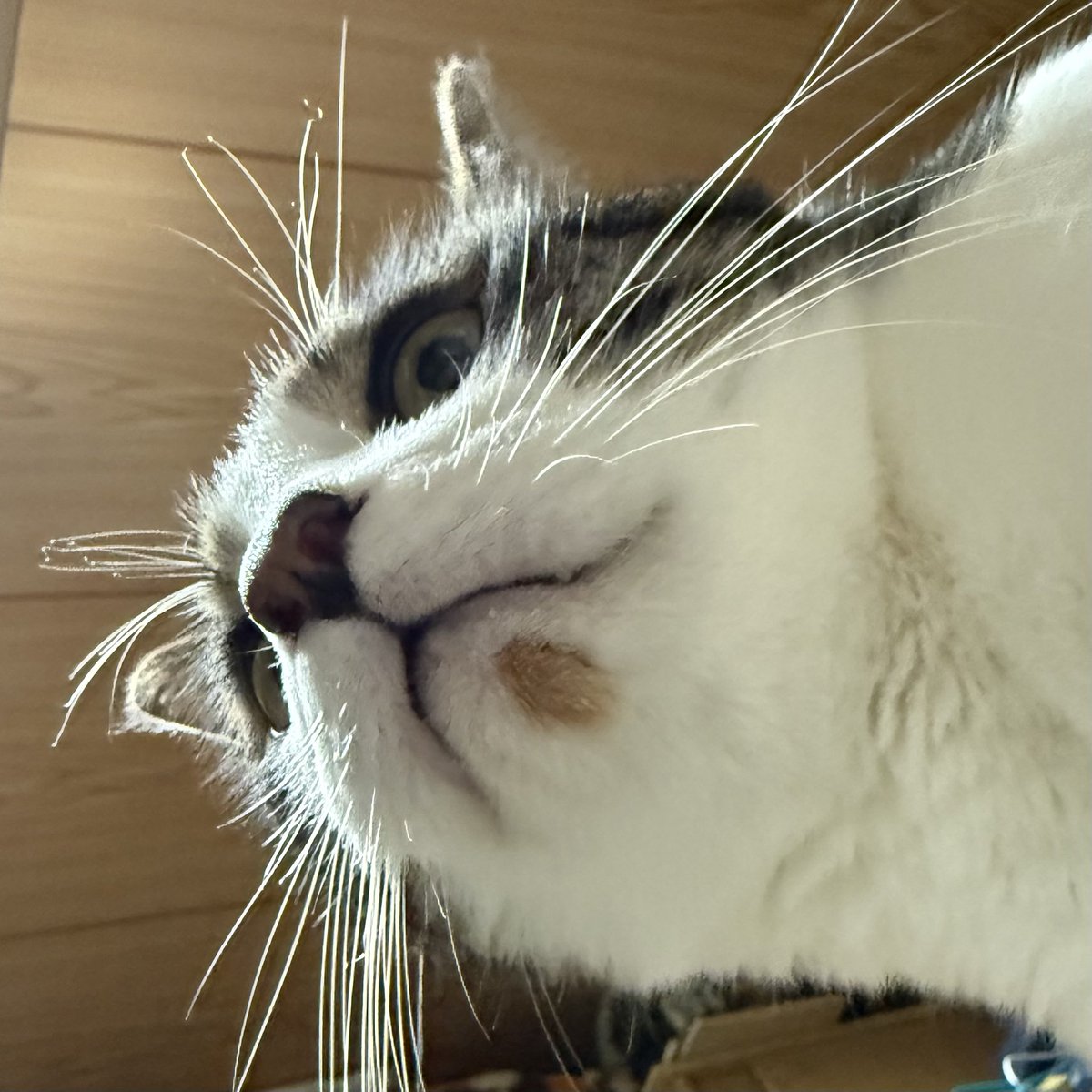 生まれる前にお刺身食べてて顎にお醤油をつけたままのうちのぬこ
(｡╹ω╹｡)🍣