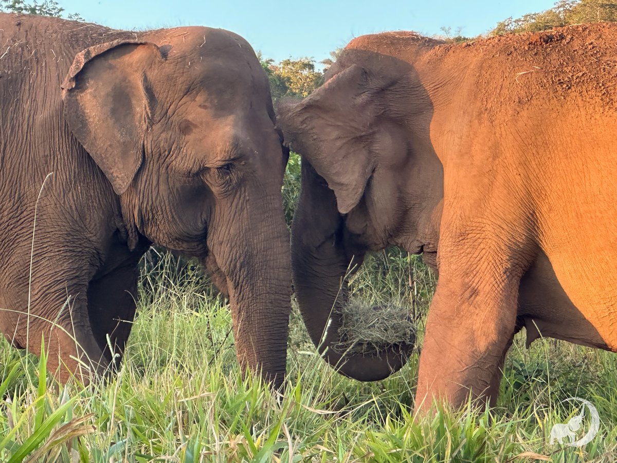 Make a difference for elephants! 🐘

Spread awareness, research local efforts, and connect with organizations already helping.

Speak up respectfully, support true sanctuaries, and never stop learning or advocating. Read more about what you can do to help: globalelephants.org/you-ask-we-ans…