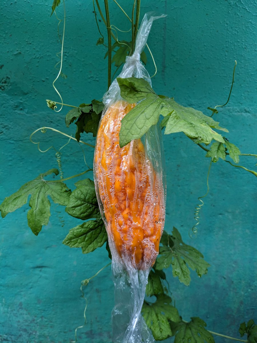 dwipayuda's tweet image. di rumah cuma saya yang suka pare, jadi kalau ditinggal lama pada kelewat matang. gak enak dimakan tapi masih bisa dijadikan bibit lagi. #momordicacharantia #pare