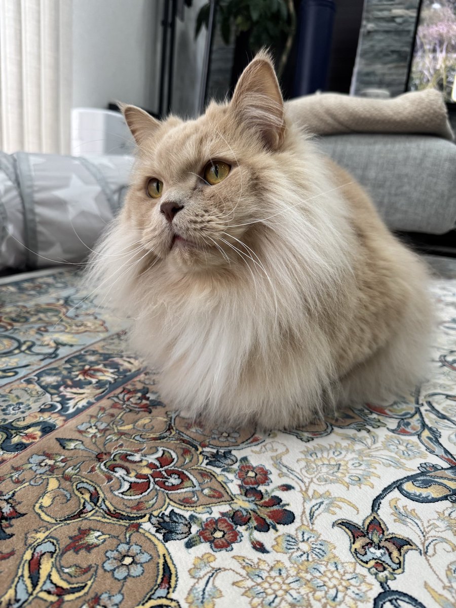 猫のこころ✨ (@cocoro0306) / Posts / X