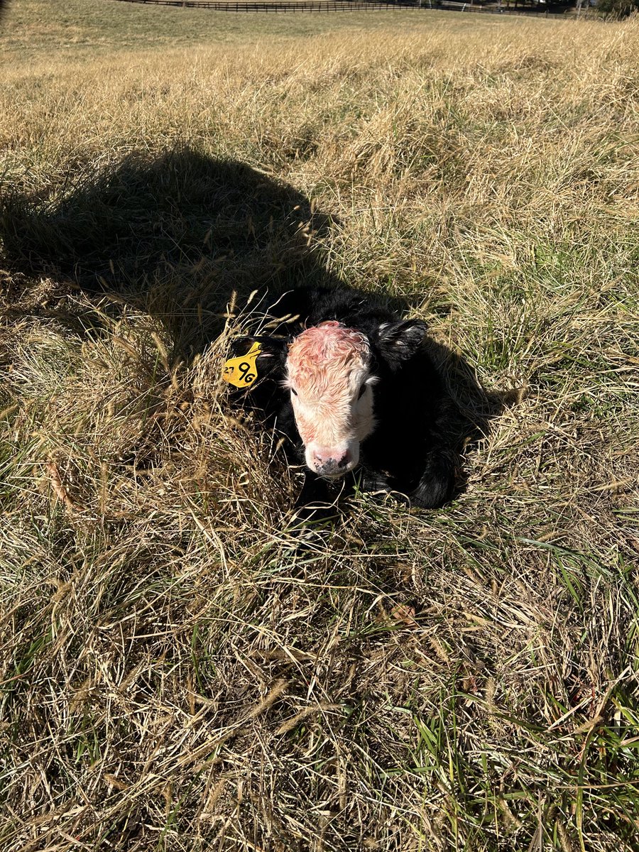 Looks like it’s going to be the year for big calves.  100# heifer yesterday, 95# bull today and a 95# bull that didn’t make it a couple weeks ago
