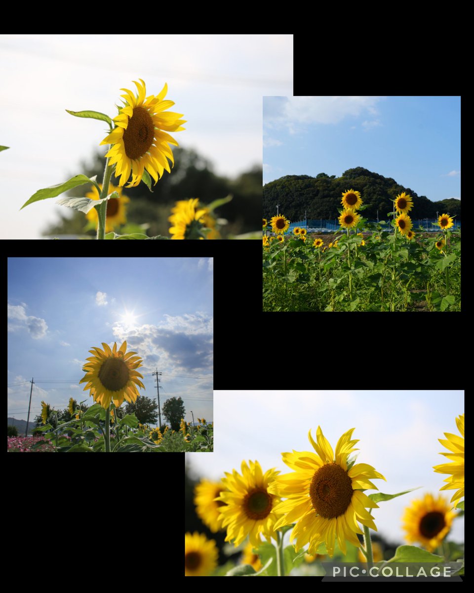 向日葵確認ページ PXL_20241219_230215182.jpg?v=